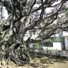 東京都港区高輪、忠臣蔵の屋敷跡に残る、スダジイの巨樹　17