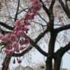 青雲寺の枝垂桜