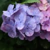 梅雨の紫陽花