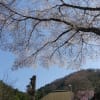 春の里山２０２０　～群馬「宝積寺」の枝垂れ桜～
