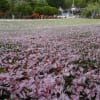 石崎地主海神社・散るも桜