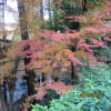 ～京都の紅葉、秋の大阪の散策～