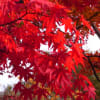 昭和記念公園紅葉