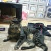 愛猫