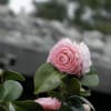 山形県松ヶ岡の桜と乙女椿