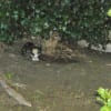 猫民村にて
