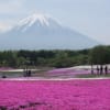 富士芝桜まつり