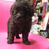 トイプードル専門犬舎　Rich Japan