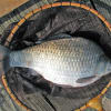 釣ったヘラブナ　釣り池