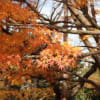 京都_竜安寺の石庭と紅葉