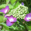 花菖蒲園（百年公園・関市）