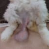 うさぎの睾丸の腫れ