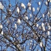 酔っぱらいの木、南米桜……「トックリキワタ」の花、実、綿