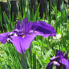 霞ケ浦総合公園の花菖蒲と草花