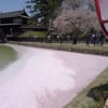 弘前公園の桜２０１５・４・２５