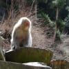 渋温泉野猿苑の猿たち