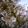 造幣局の桜　平成２５年４月