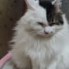 里親募集中「猫」仮名「クリス」