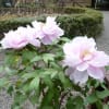都立殿ヶ谷戸庭園