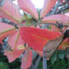 紅葉～目薬の木の葉っぱ。フウセンカズラの実～ハート型