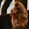 津幡の森林動物園でニホンザルを撮ってみた