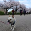 小梅と大阪城の桜見