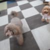 20/01/28 犬の幼稚園BuddyDog