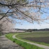いなべ市　員弁川の桜堤（2015-4-4)