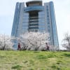 EOS６Dで撮った多摩川桜　その１