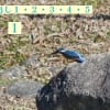 カワセミの飛び出し