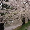 弘前城の桜