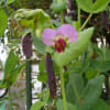 ツタンカーメンの豆の花が咲きました