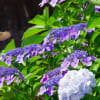 雀と紫陽花