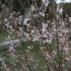 開花情報 第５回かたくりまつり 初日