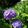 紫陽花が咲き始めました、いろいろな種類のあじさいを撮ってきました。
