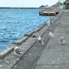 蕪島工事中H27.2.2（月）