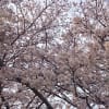 三隈川 河川敷の桜が満開　日田市