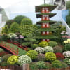 菊（２０１０年１０月２３日　国華園）