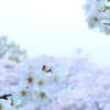 泉自然公園の花　桜を中心に　４月１日撮影