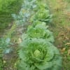 栽培記録-5（山汐菜、白菜、キャベツ、ブロッコリー、レタス、子持ち高菜（春蕾））