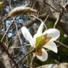 コブシとカタクリの花とスミレ