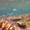池間島のさんご礁とお魚さん