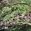 桜・さくら・サクラ…安慶名中央公園