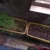 猫草、エン麦の芽