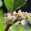 ウメモドキ(雌花・雄花) - 樹に咲く花27
