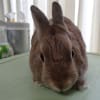 家の9うさご紹介