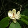 白色系・黄色系の花　【樹木編】