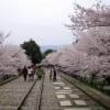 桜の蹴上インクライン～南禅寺