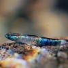 ナンヨウボウズハゼ Stiphodon percnopterygionus