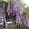 白井大町藤公園